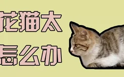 狸花猫太凶怎么办