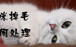 猫咪掉毛如何处理