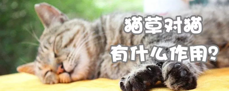 猫草对猫有什么作用