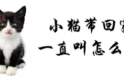 小猫带回家一直叫怎么办