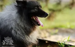 怎么训练荷兰毛狮犬拜拜 荷兰毛狮犬拜拜训练