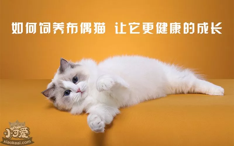 小可爱宠物网_布偶猫_如何饲养布偶猫，让它更健康的成长