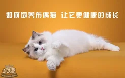 如何饲养布偶猫，让它更健康的成长