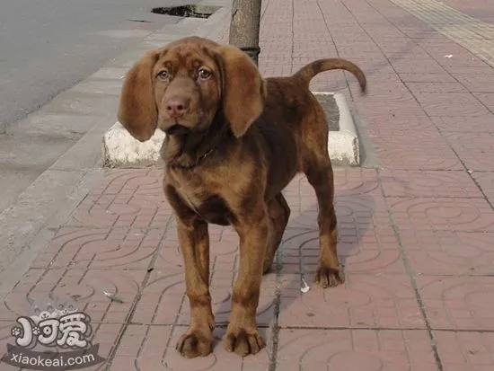 红骨猎浣熊犬缺乏维生素怎么办 缺乏维生素解决办法