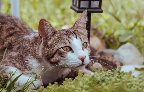 猫咪应激反应症状 猫咪应激反应有哪些表现