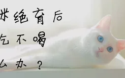 猫咪绝育后不吃不喝怎么办