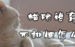 猫咪绝育后不排便怎么办