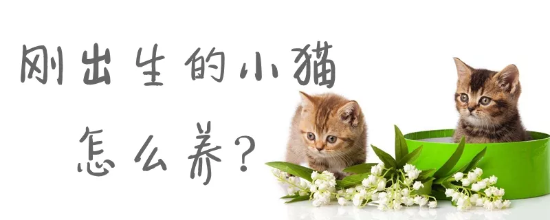 刚出生的小猫怎么养