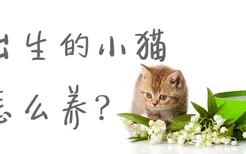 刚出生的小猫怎么养