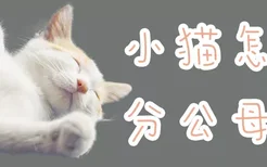 小猫怎么分公母