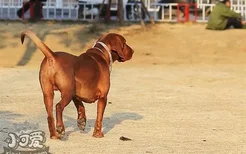 如何训练红骨猎浣熊犬握手 红骨猎浣熊犬握手训练