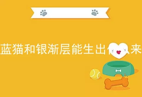 蓝猫和银渐层能生出什么来