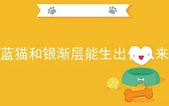 蓝猫和银渐层能生出什么来