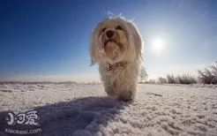 哈瓦那犬感冒怎么办 哈瓦那犬感冒治疗方法