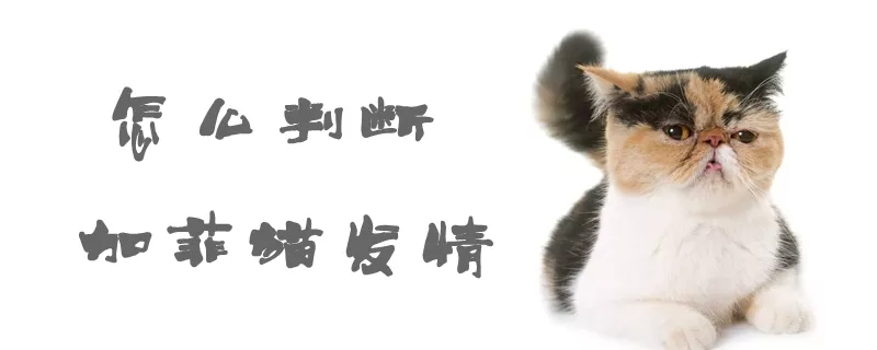 怎么判断加菲猫发情