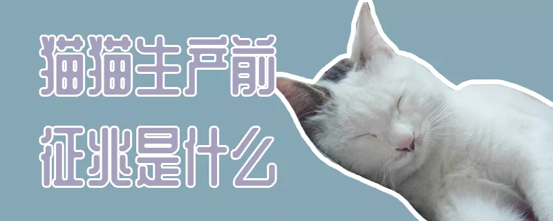 猫猫生产前征兆是什么