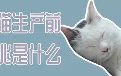 猫猫生产前征兆是什么