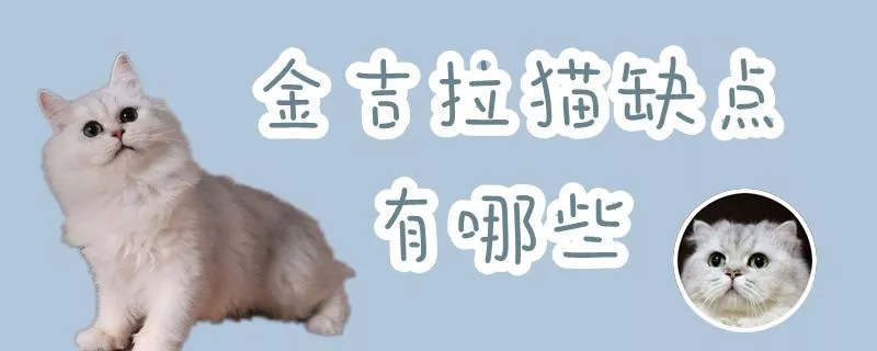 金吉拉猫缺点有哪些