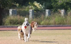 怎样养好边境牧羊犬 这几点都是非常重要的！