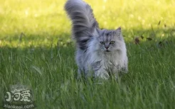 长毛猫夏天要剃毛吗 长毛猫如何度过夏天