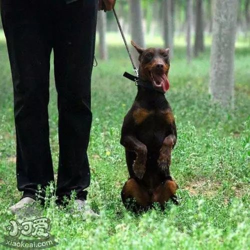 德国宾莎犬得了狗瘟怎么治疗 狗瘟治疗方法