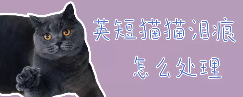 英短猫猫泪痕怎么处理