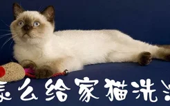 怎么给家猫洗澡