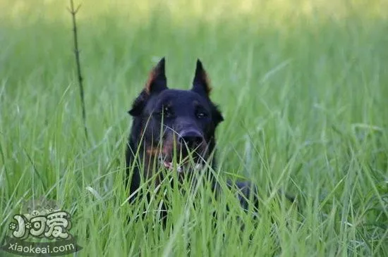 法国狼犬吃什么狗粮好 法国狼犬狗粮选择推荐3