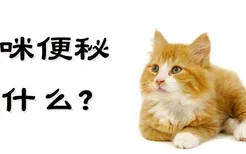 猫咪便秘吃什么