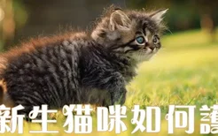 新生猫咪如何护理