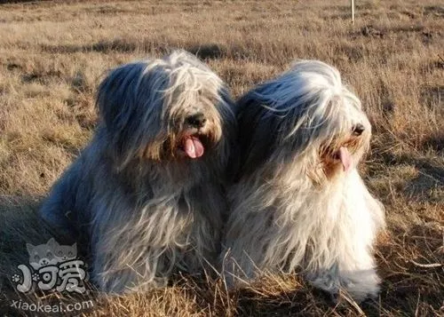 波兰低地牧羊犬犬瘟热怎么治疗 犬瘟热治疗方法