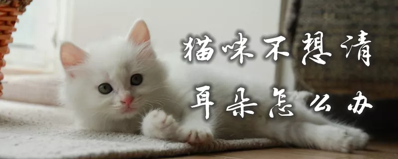 猫咪不想清耳朵怎么办