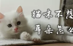 猫咪不想清耳朵怎么办