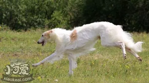 苏俄猎狼犬怎么训练 苏俄猎狼犬训练注意事项