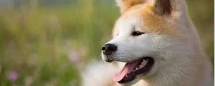 柴犬秋田犬区别 这样可以正确区别了吗？