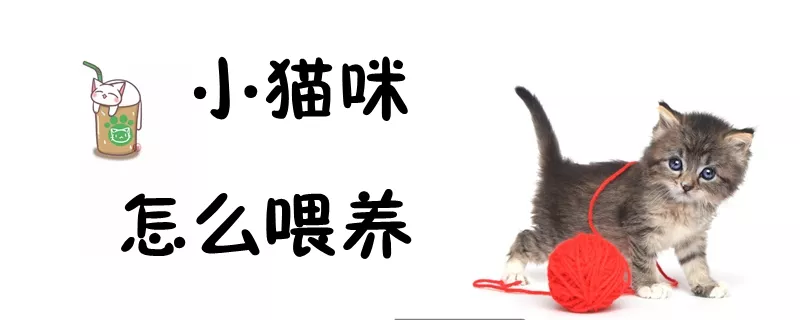 小猫咪怎么喂养