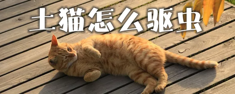 土猫怎么驱虫