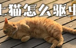 土猫怎么驱虫