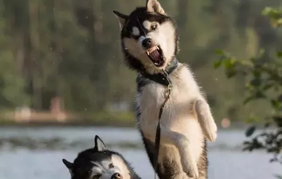 哈士奇呕吐白色泡沫 好像是犬瘟?