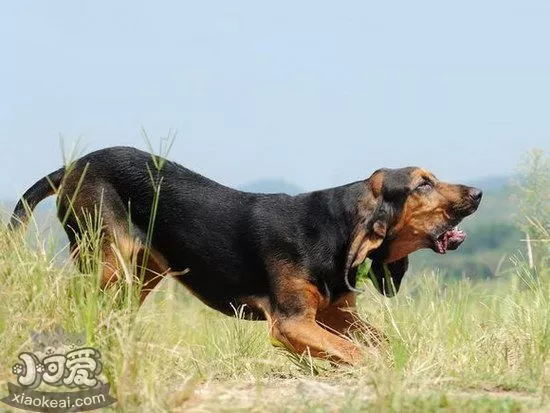 寻血猎犬发烧怎么解决 寻血猎犬发烧处理方案1