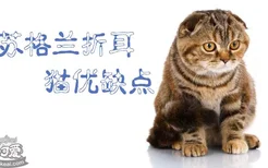 苏格兰折耳猫优缺点