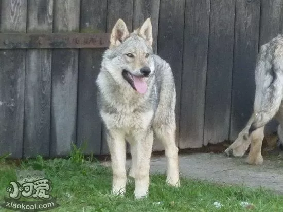 捷克狼犬吃什么狗粮好 捷克狼犬狗粮选择推荐1