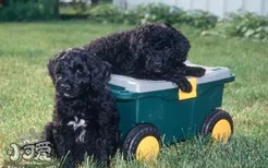 怎么喂葡萄牙水犬驱虫药 葡萄牙水犬驱虫方法