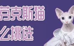 斯芬克斯猫怎么挑选