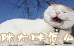 猫咪太胖怎么办