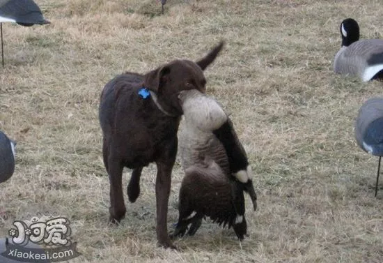 怎样防止乞沙比克猎犬破坏家具 乞沙比克猎犬听话训练