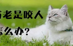 小猫老是咬人怎么办