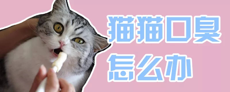 猫猫口臭怎么办