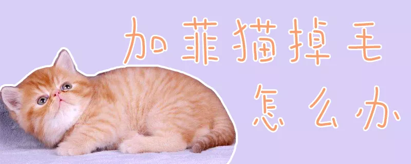 加菲猫掉毛怎么办