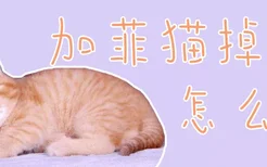 加菲猫掉毛怎么办